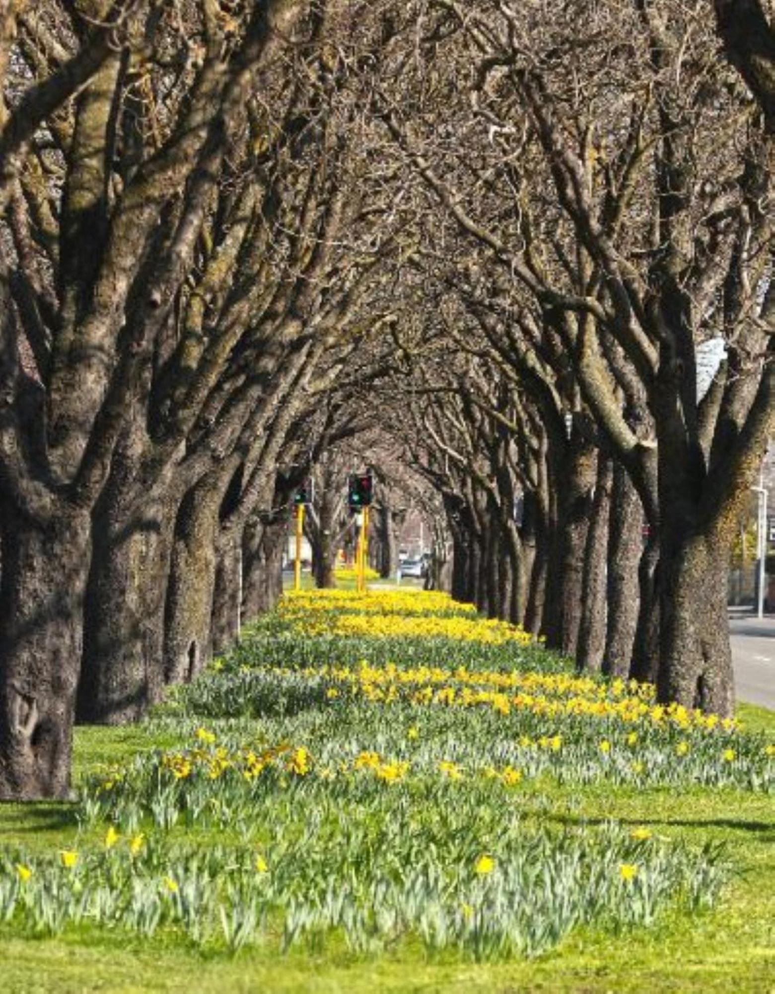 Inner City Delight Walk To Cathedral Square Christchurch Ngoại thất bức ảnh